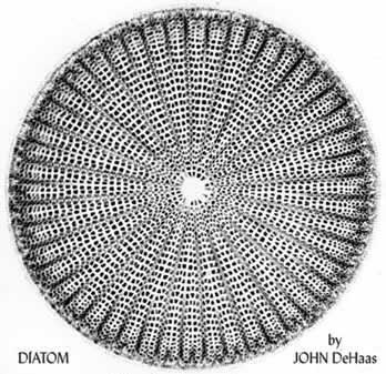 diatom