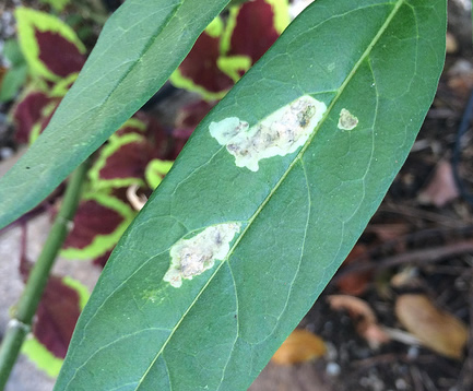 milkweed miner